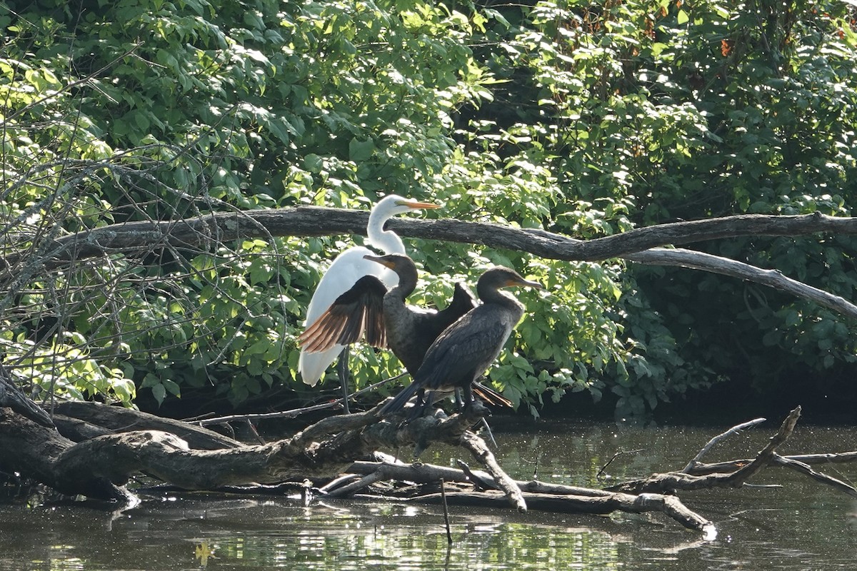 Double-crested Cormorant - ML638279367