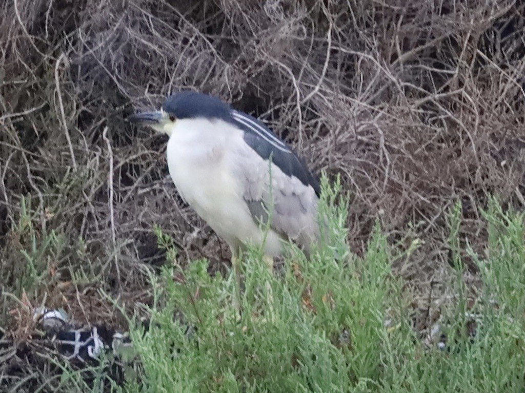 Black-crowned Night Heron - ML638279368