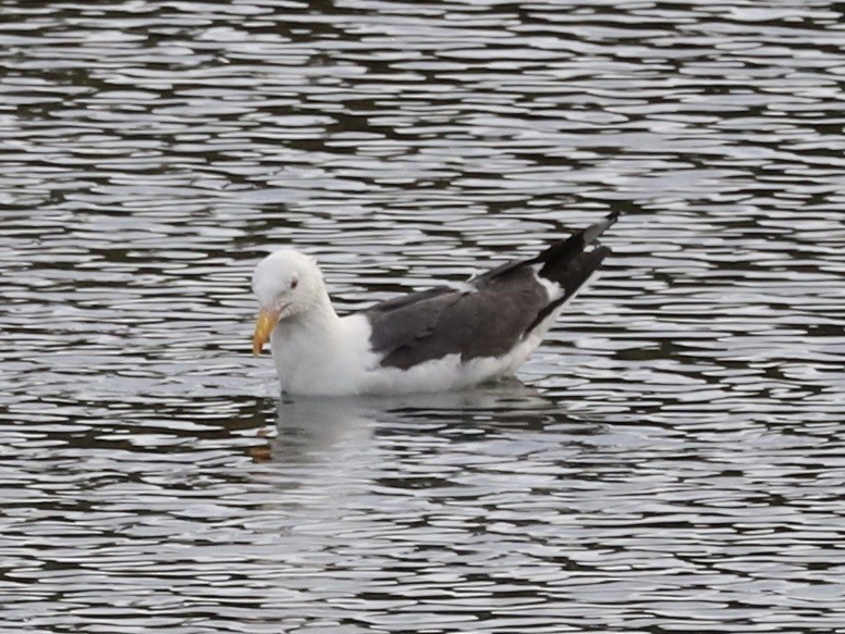Western Gull - ML638279371