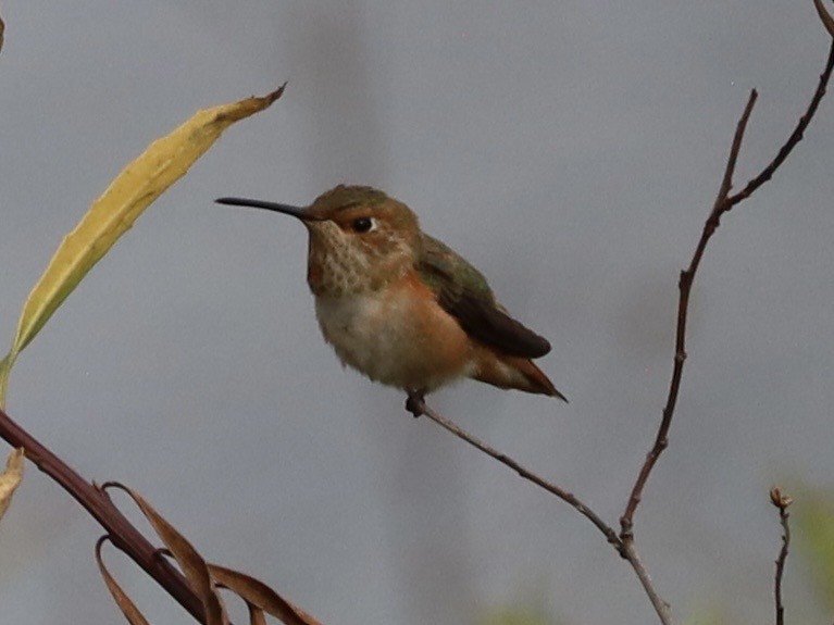 Allen's Hummingbird - ML638279374