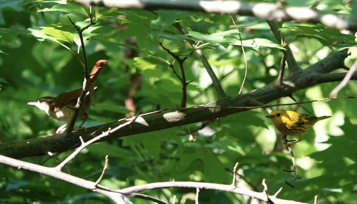 Yellow Warbler - ML638279407
