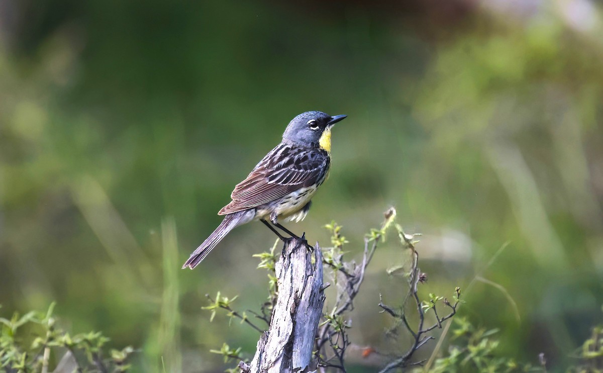 Kirtland's Warbler - ML638279410