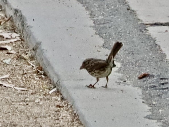 Song Sparrow - ML638279413