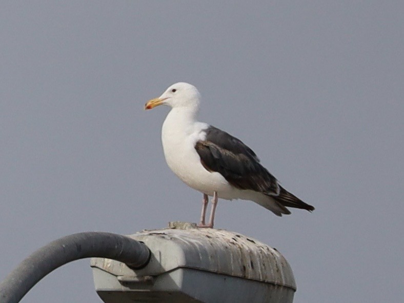 Western Gull - ML638279418