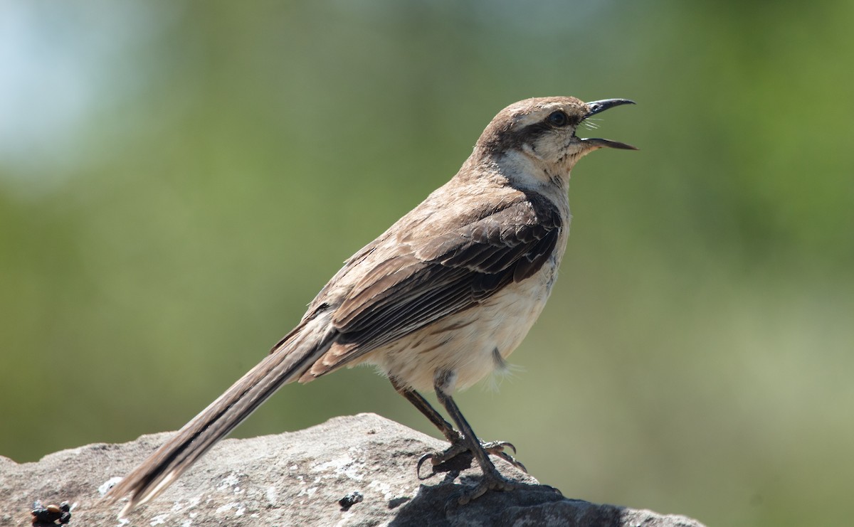 Chalk-browed Mockingbird - ML638279420