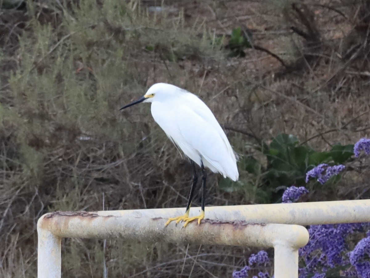 Snowy Egret - ML638279421