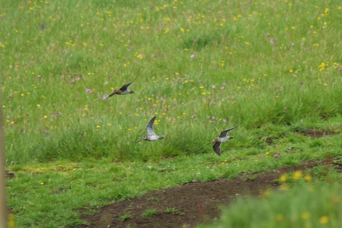 Common Snipe - ML638279424