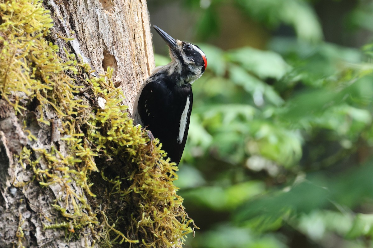Hairy Woodpecker - ML638279434