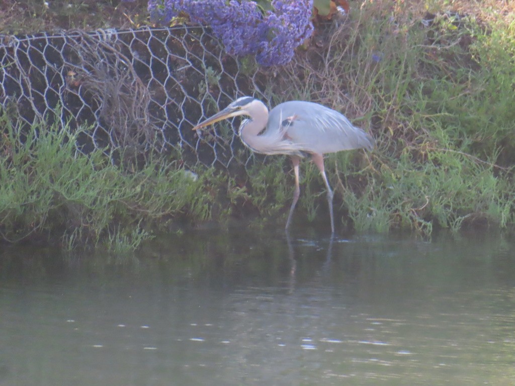 Great Blue Heron - ML638279437