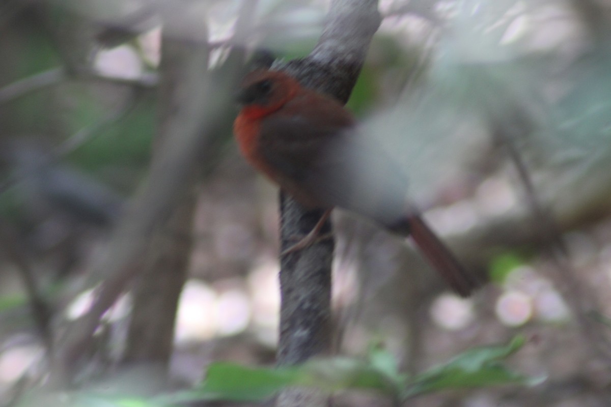 Red-throated Ant-Tanager - ML638279456