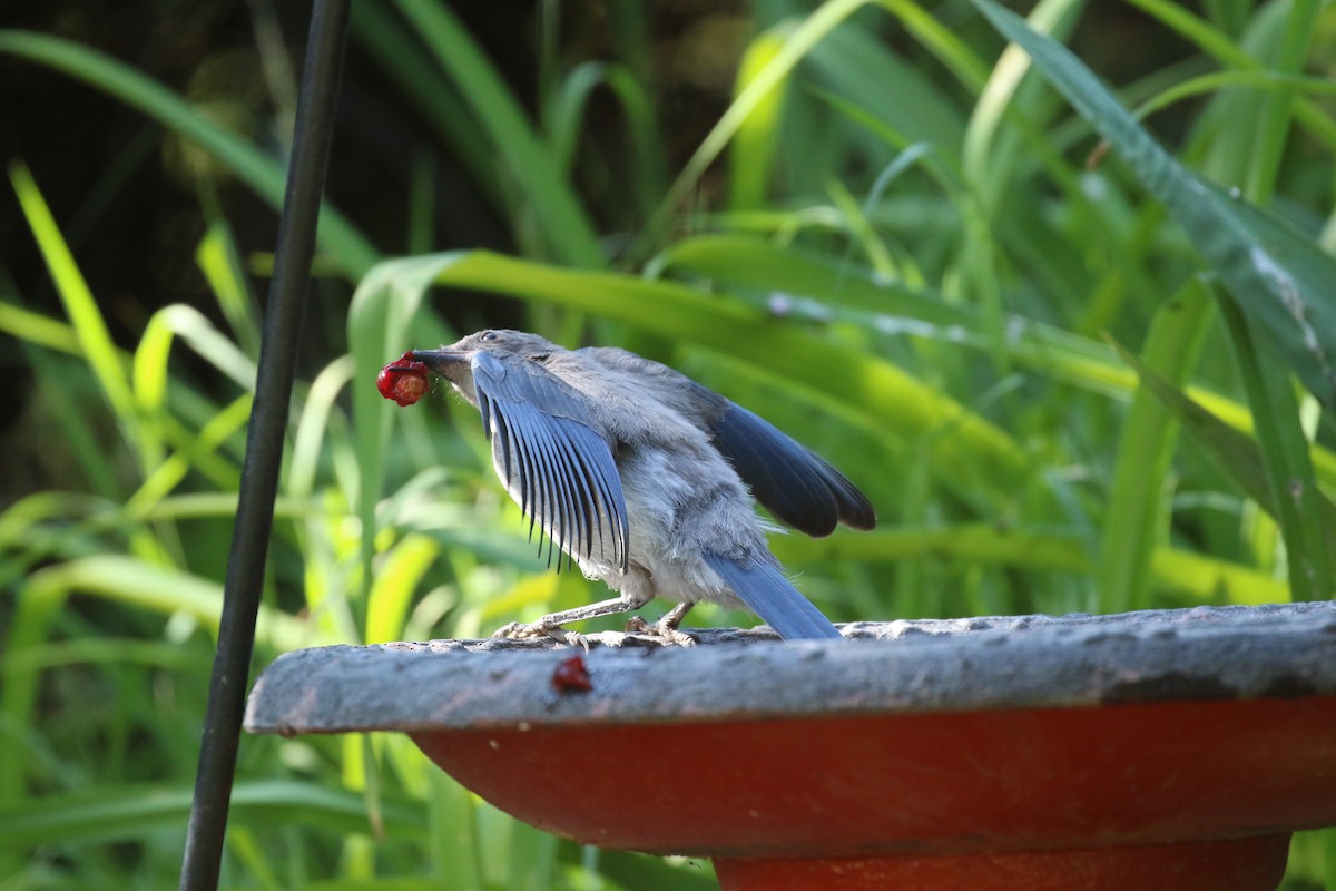 California Scrub-Jay - ML638279463
