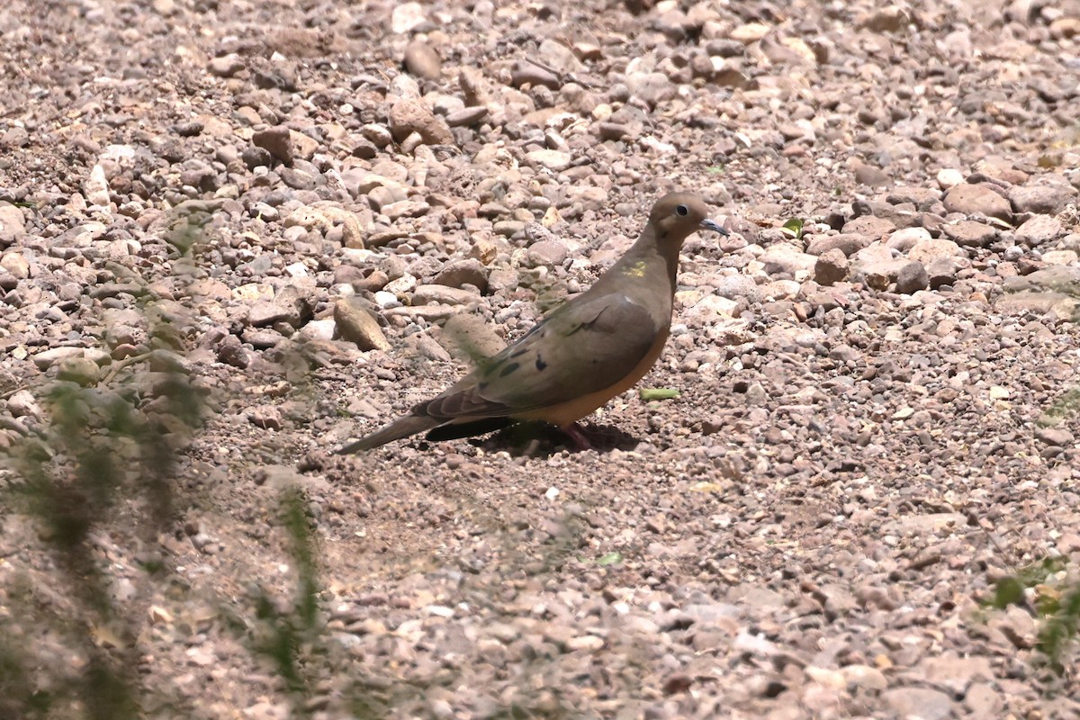Mourning Dove - ML638279466