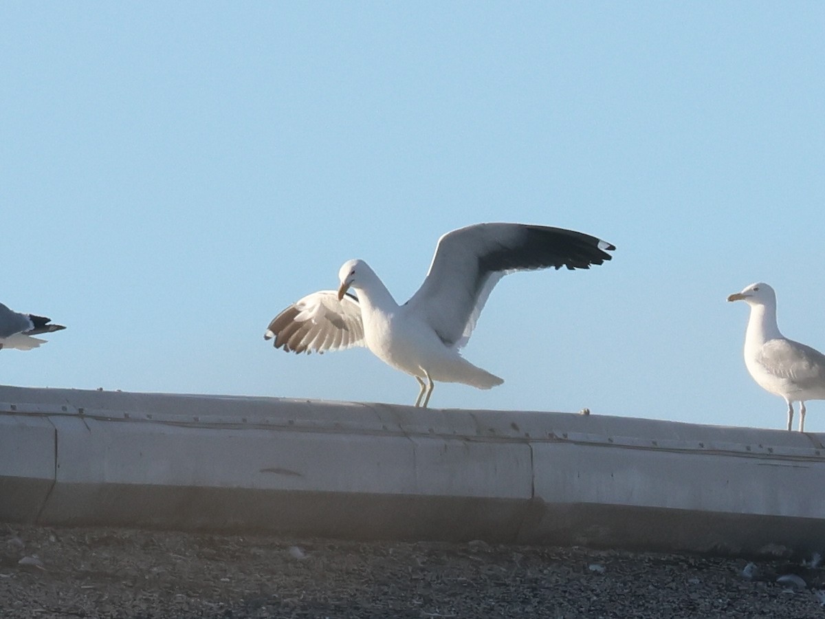Kelp Gull - ML638279468