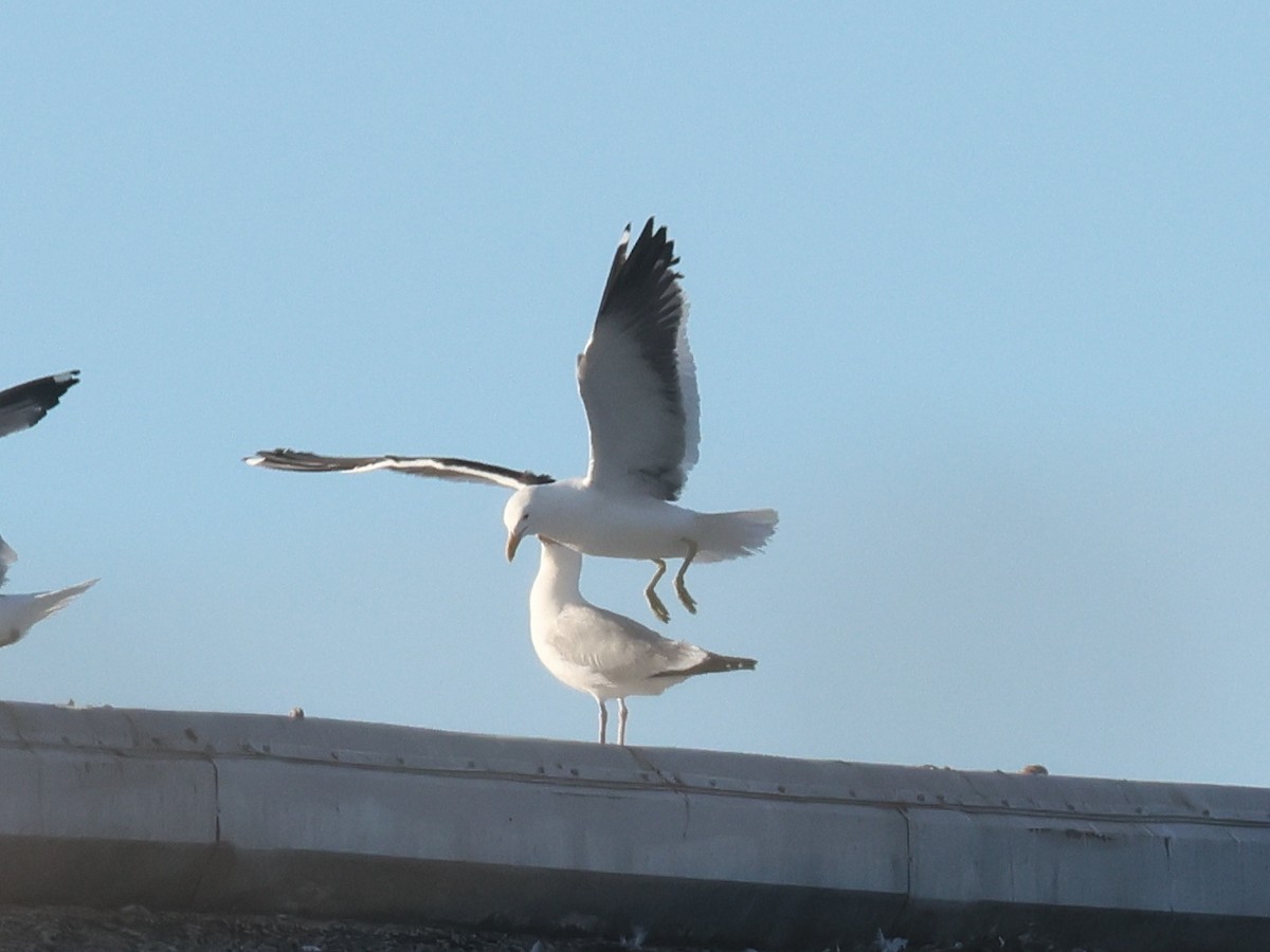 Kelp Gull - ML638279469