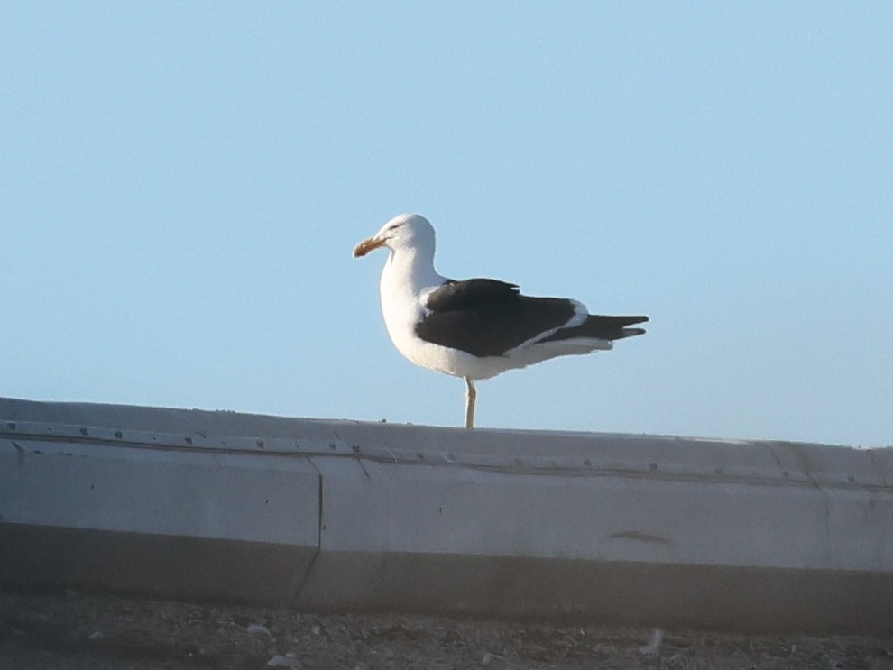 Kelp Gull - ML638279470