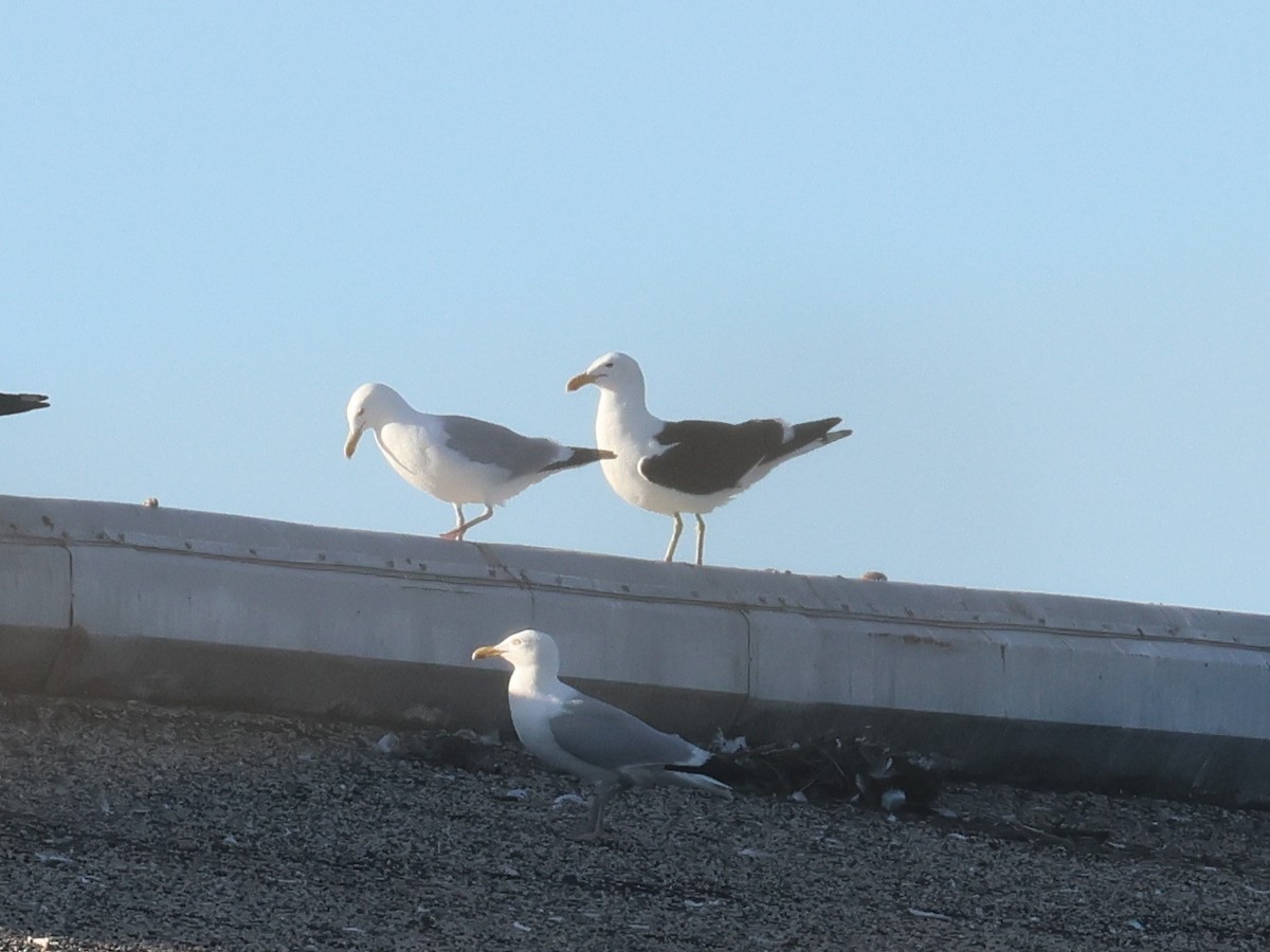 Kelp Gull - ML638279471