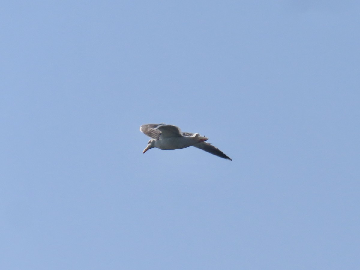 Western Gull - ML638279473