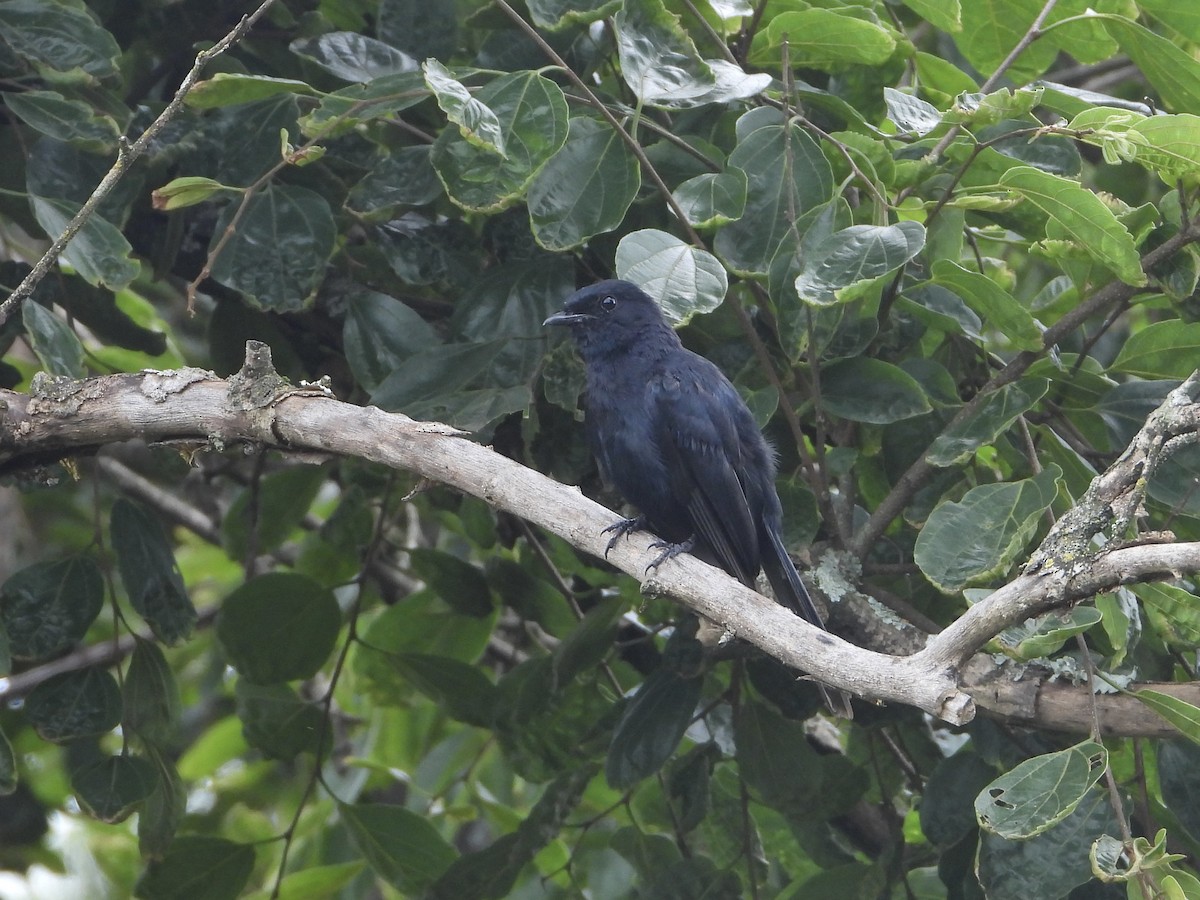 Southern Black-Flycatcher - ML638279474
