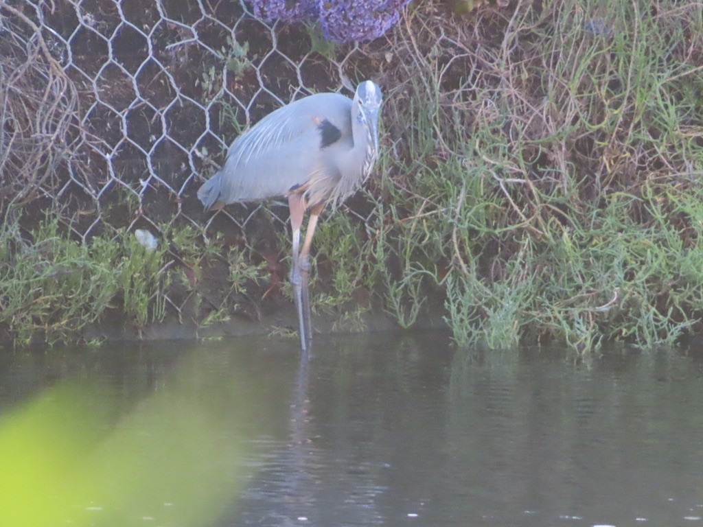 Great Blue Heron - ML638279476