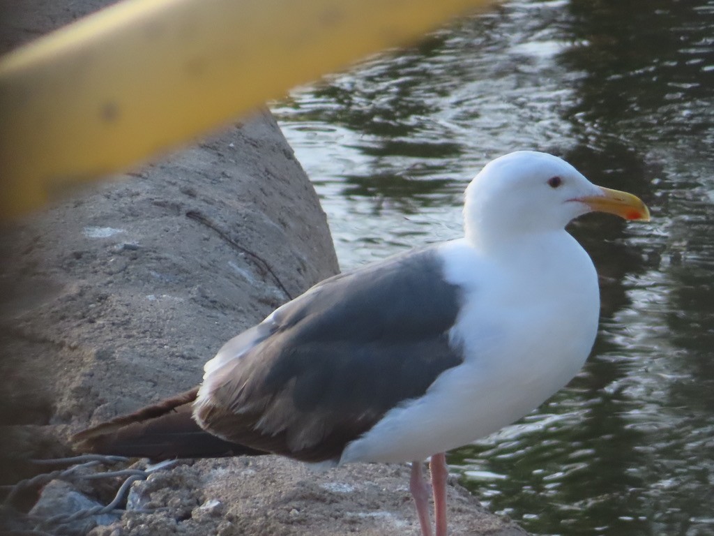 Western Gull - ML638279481