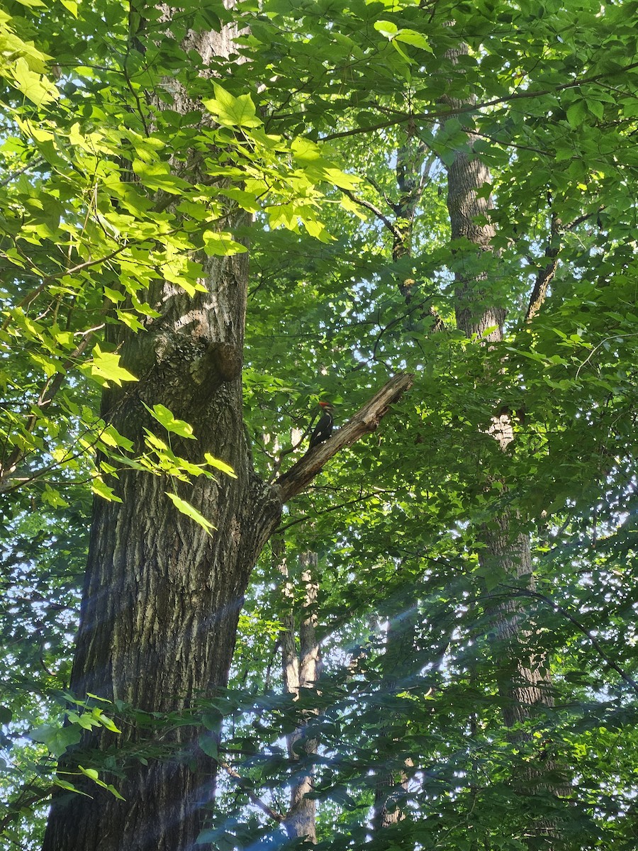 Pileated Woodpecker - ML638279483