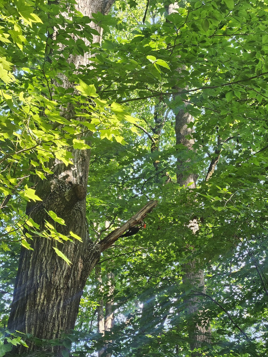 Pileated Woodpecker - ML638279484