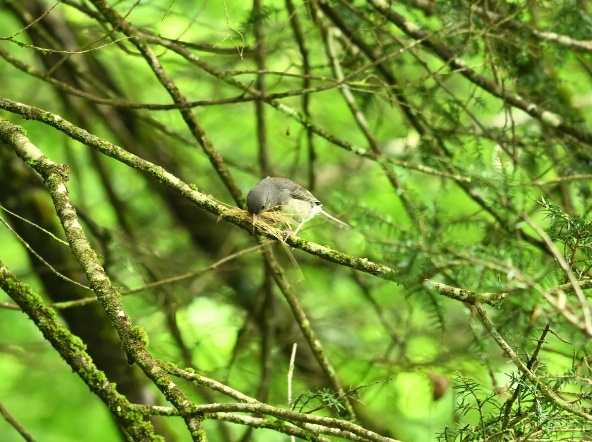 Dark-eyed Junco (Slate-colored) - ML638279487