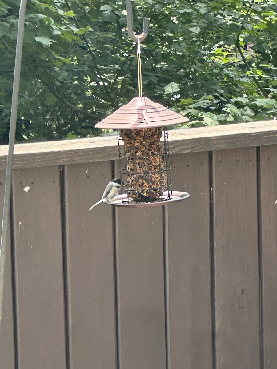 Carolina Chickadee - ML638279488