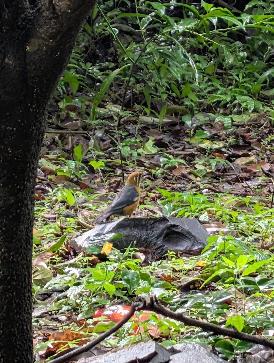 Orange-headed Thrush - ML638279492