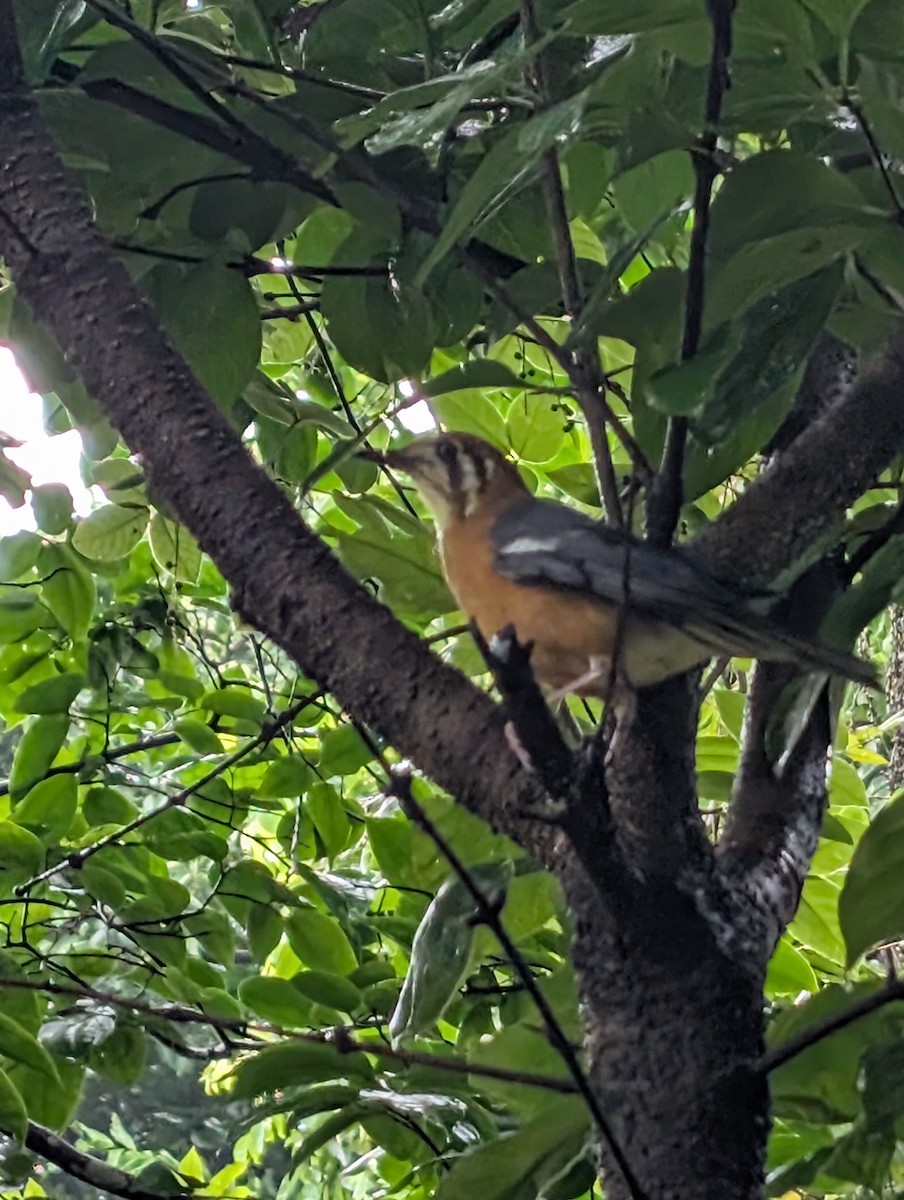 Orange-headed Thrush - ML638279493