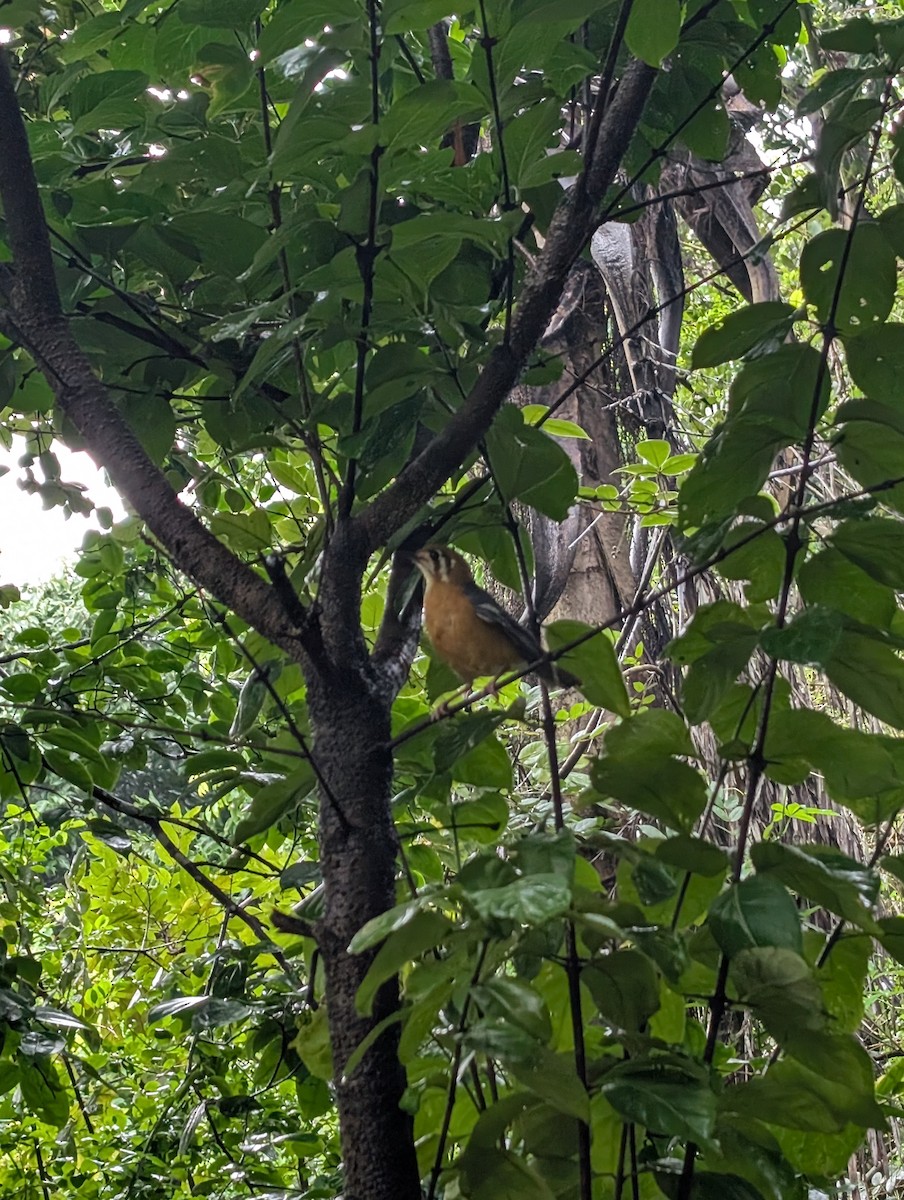 Orange-headed Thrush - ML638279494