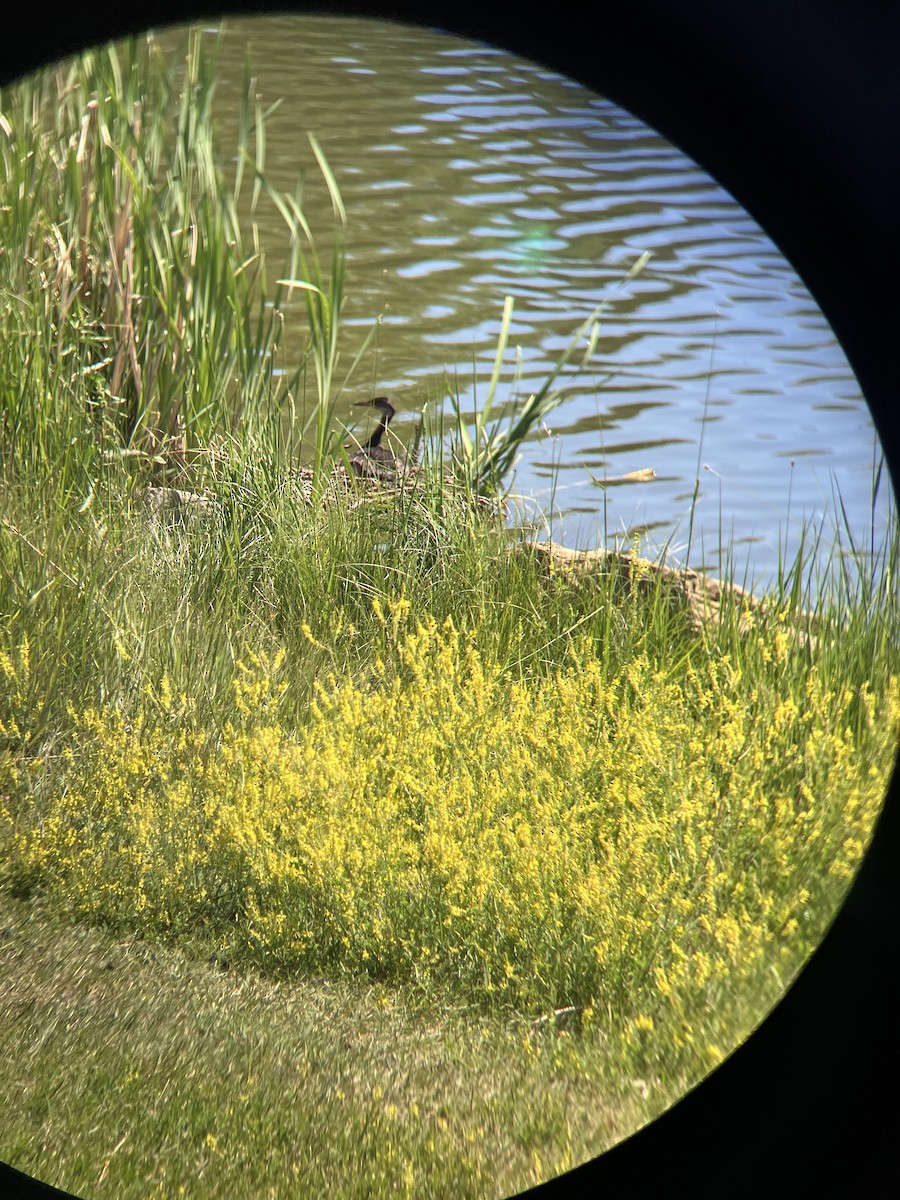 Red-necked Grebe - ML638279502