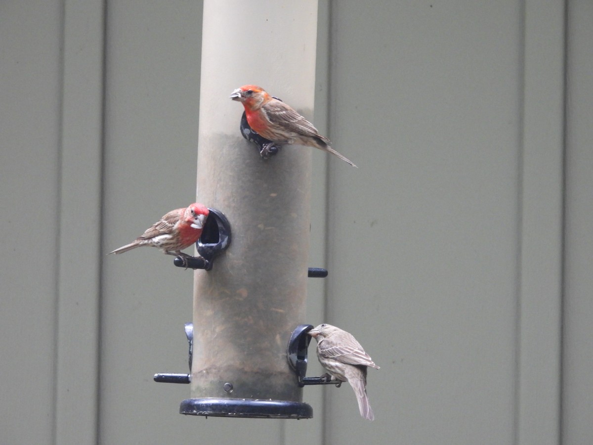 House Finch - ML638279503
