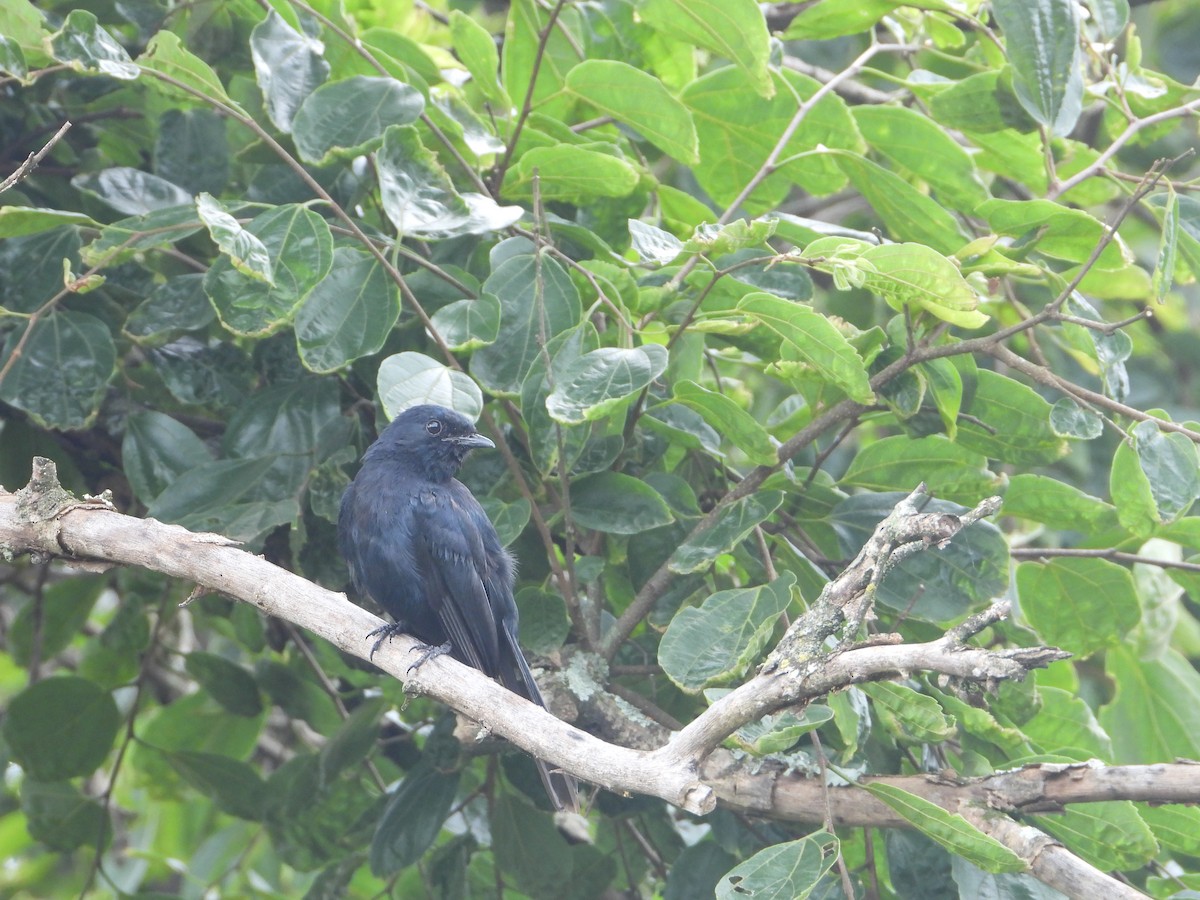 Southern Black-Flycatcher - ML638279512