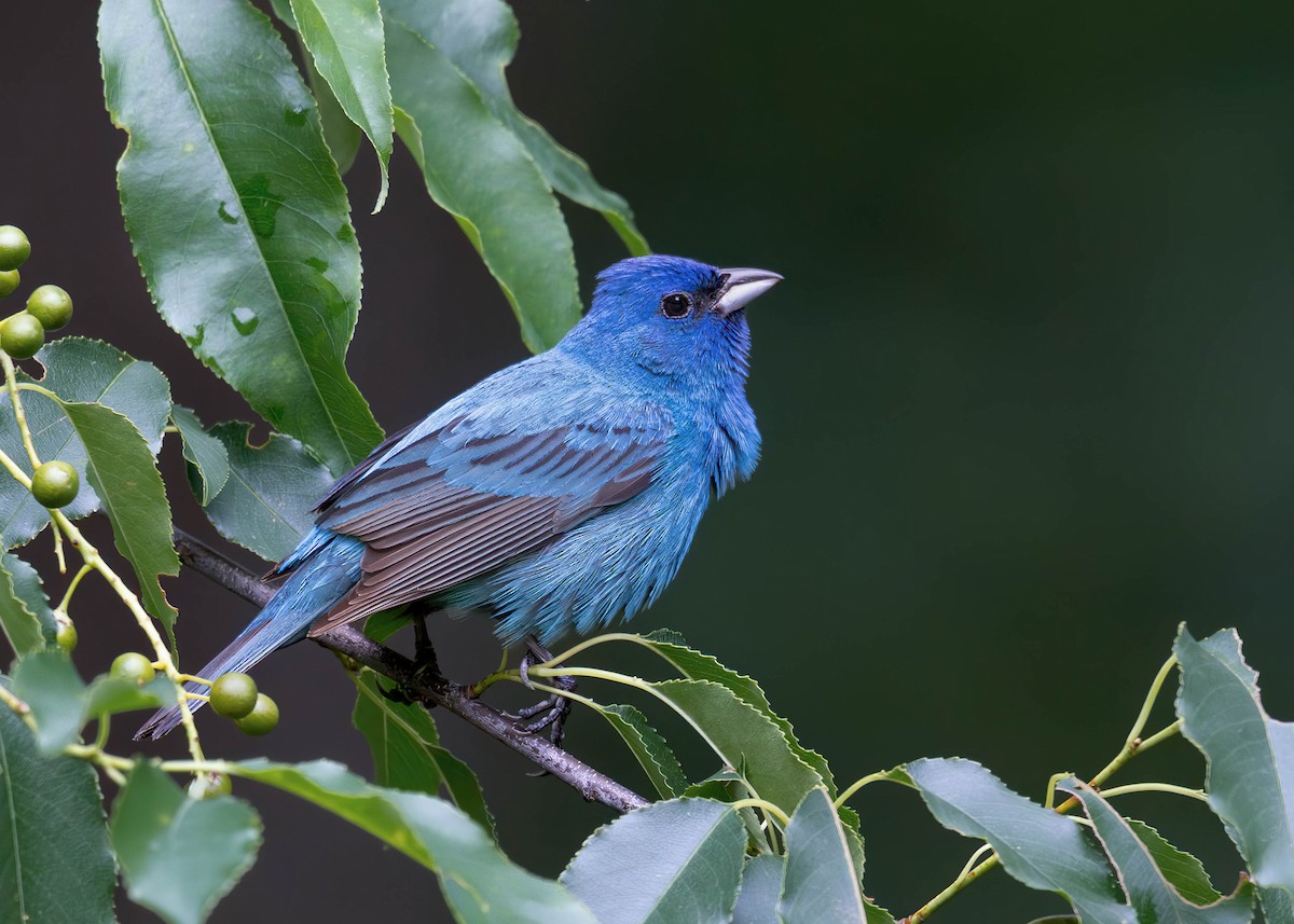 Indigo Bunting - ML638279533