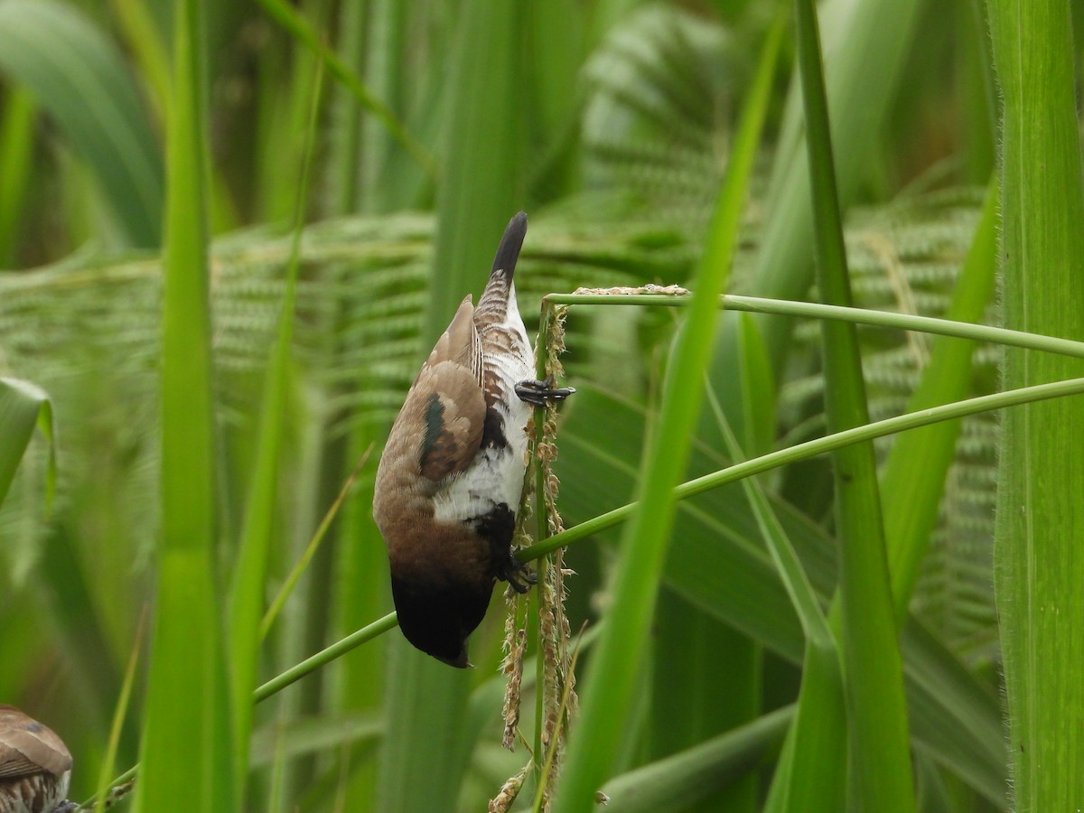 Kleinelsterchen - ML638279546