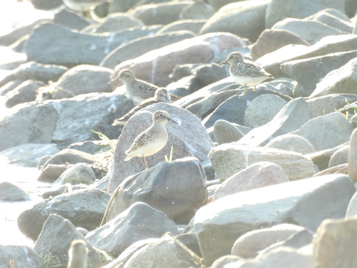 Least Sandpiper - ML638279549