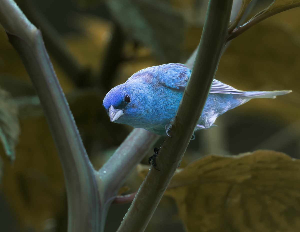 Indigo Bunting - ML638279550