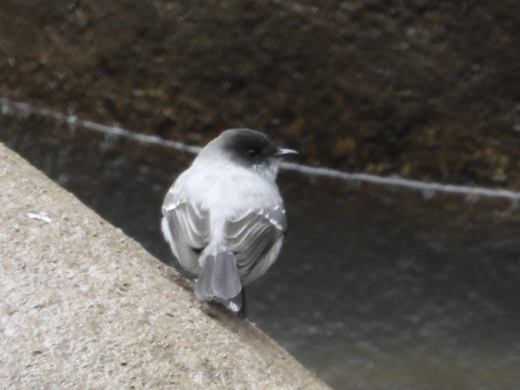 Torrent Tyrannulet - ML638279559