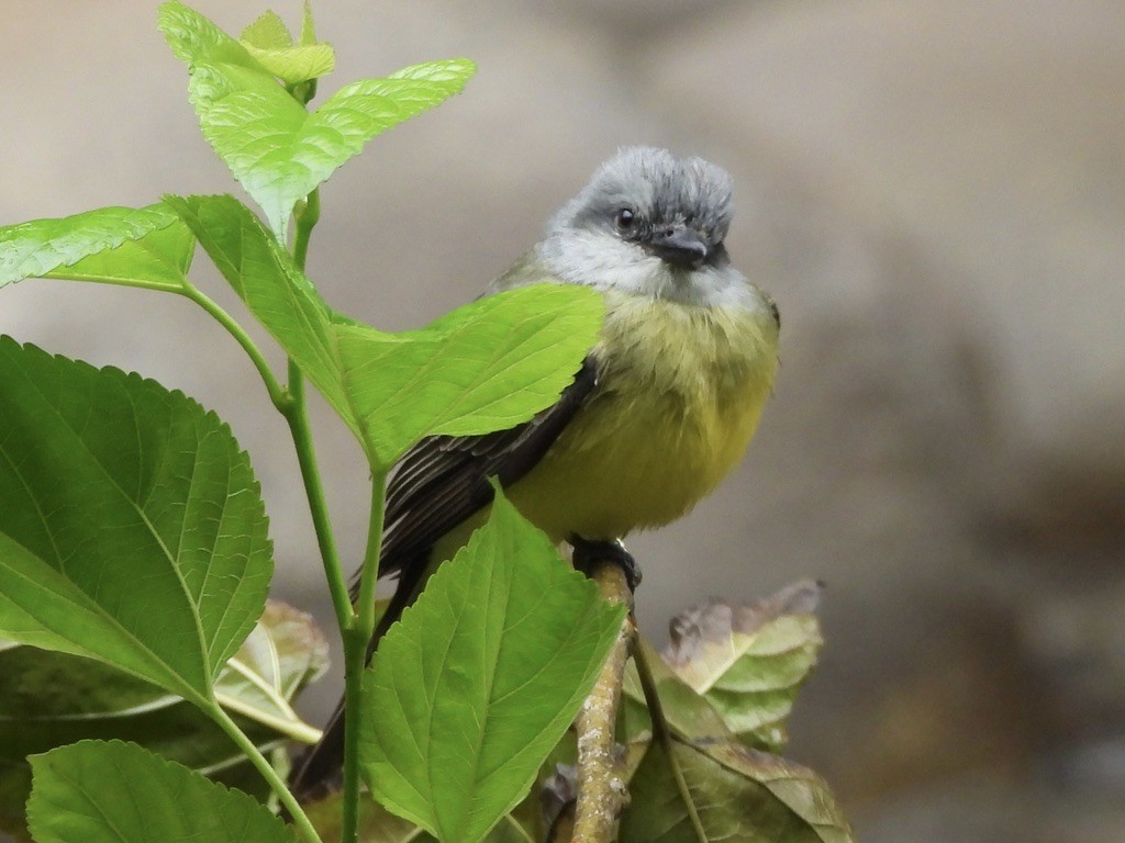 Tropical Kingbird - ML638279570