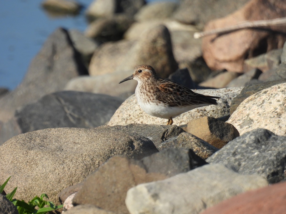Least Sandpiper - ML638279574