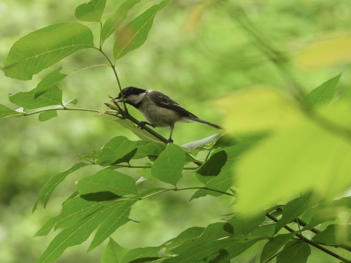 Carolina Chickadee - ML638279576