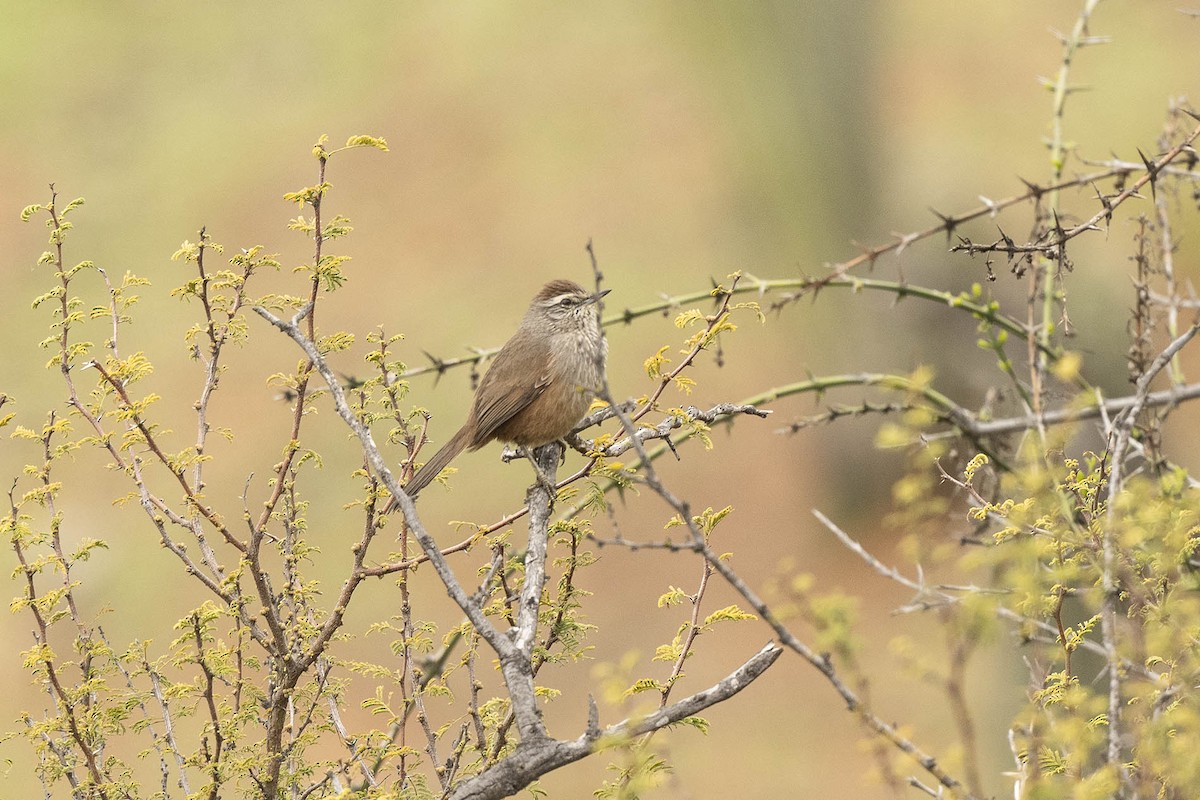 Dusky-tailed Canastero - ML638279578