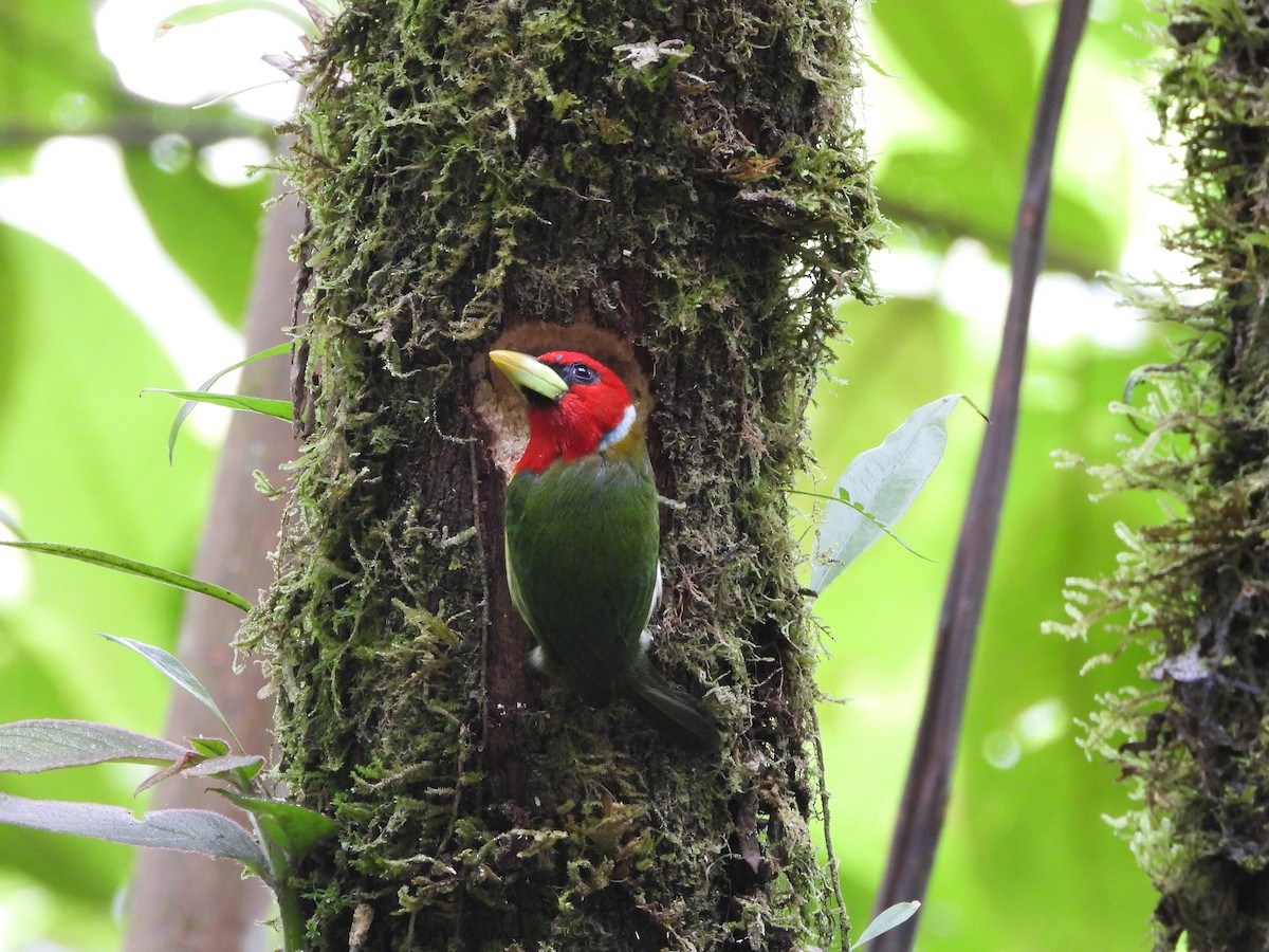 Red-headed Barbet - ML638279587