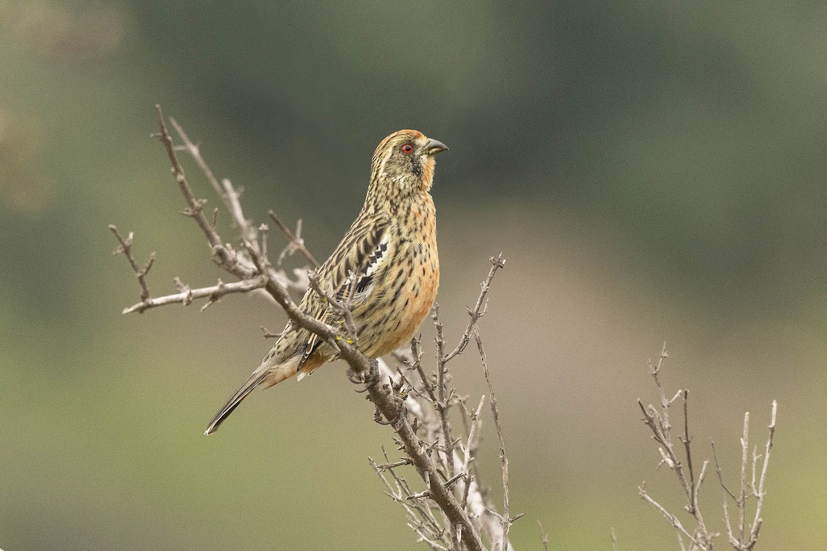chileplanteklipper - ML638279589