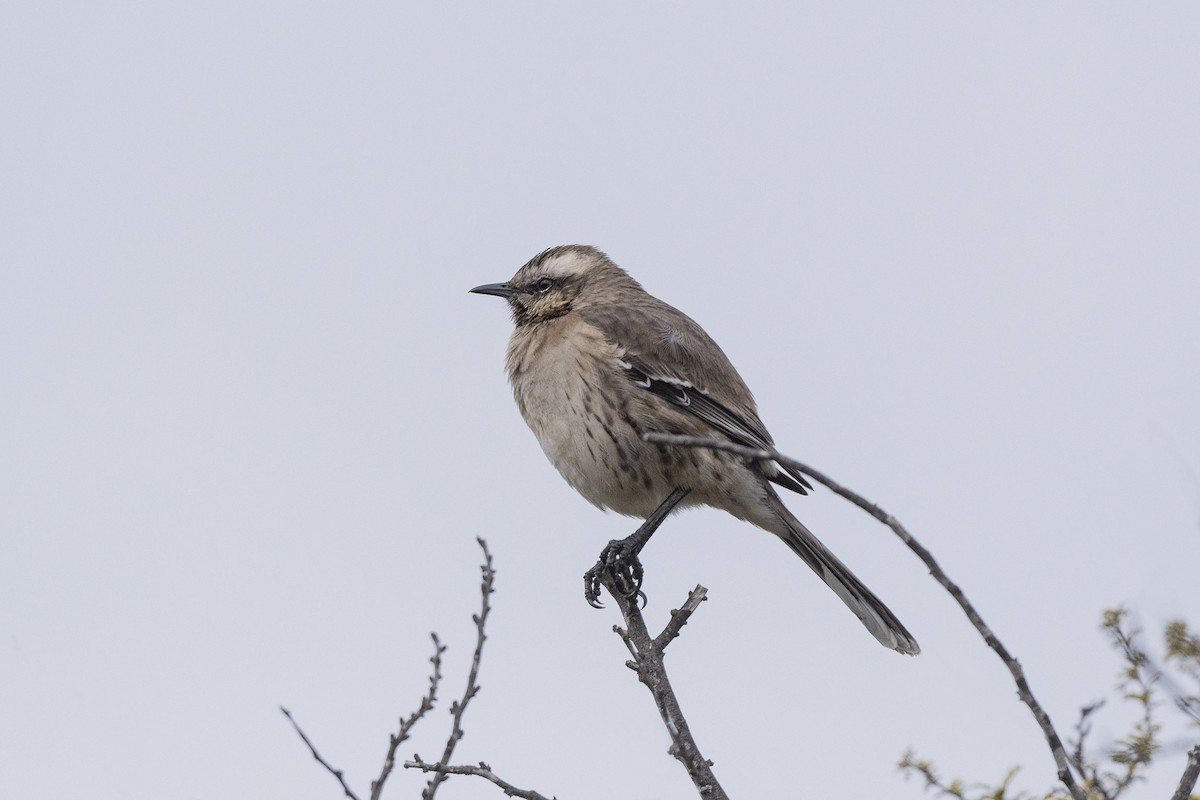 Chilean Mockingbird - ML638279593