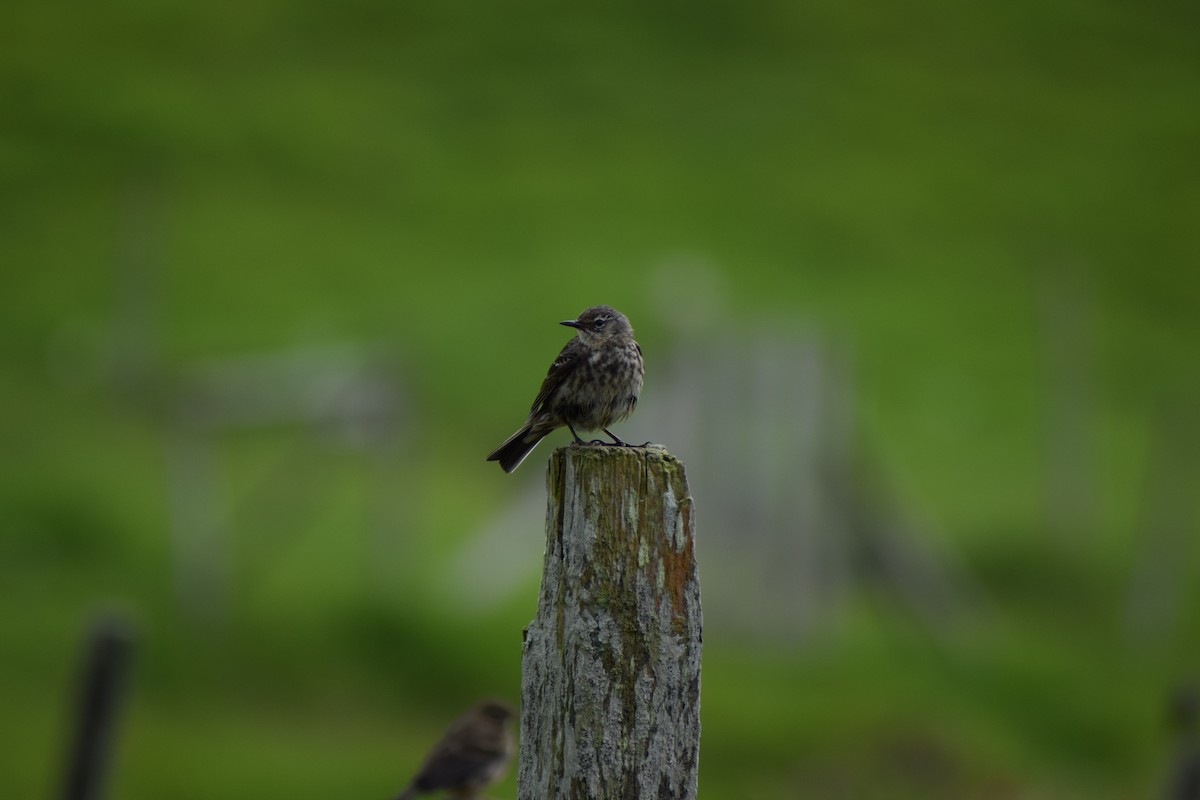 Rock Pipit - ML638279597