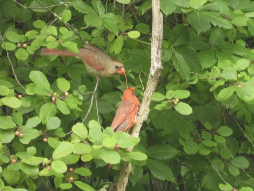 Cardinal rouge - ML638279598