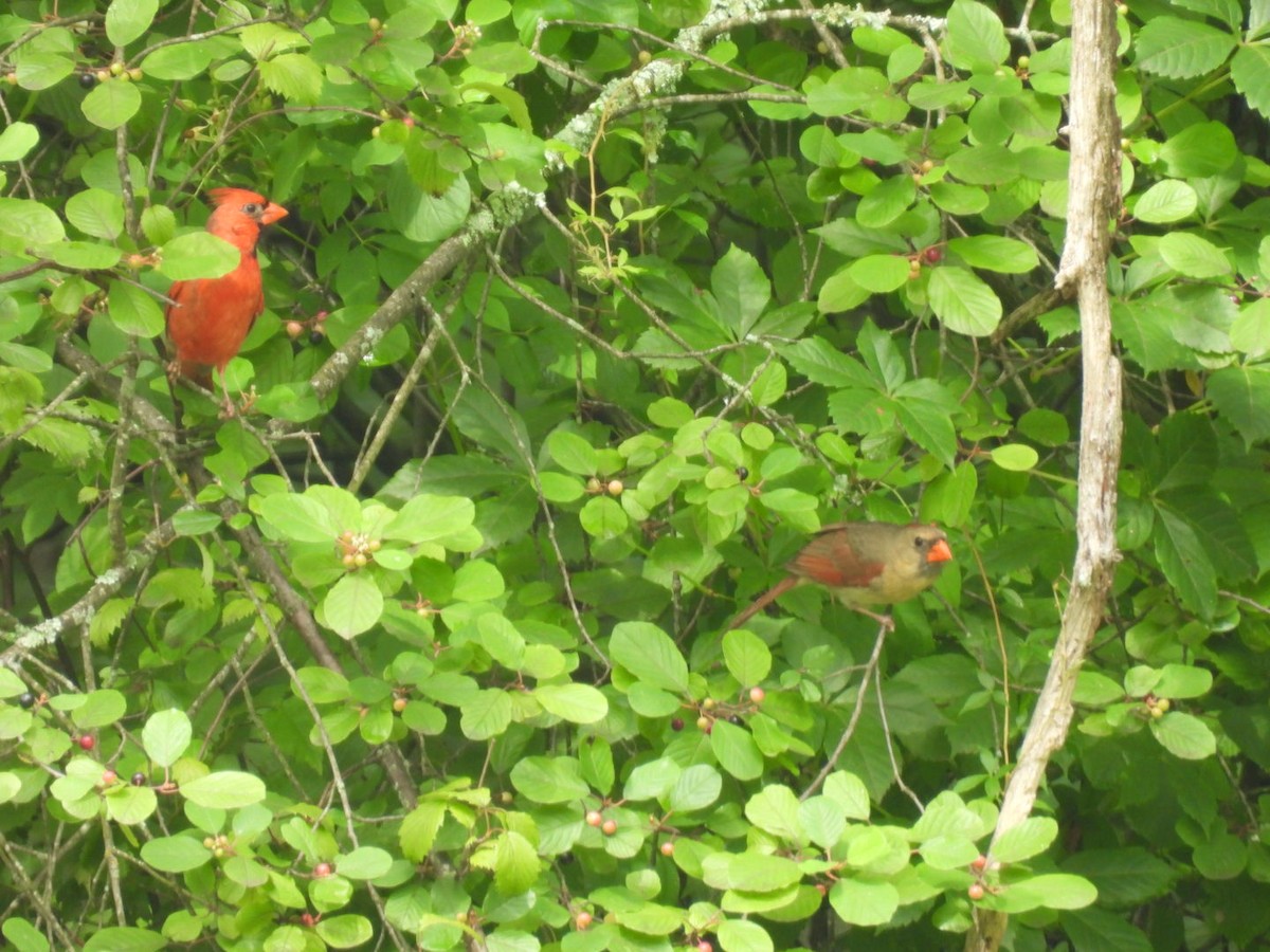 Cardinal rouge - ML638279599