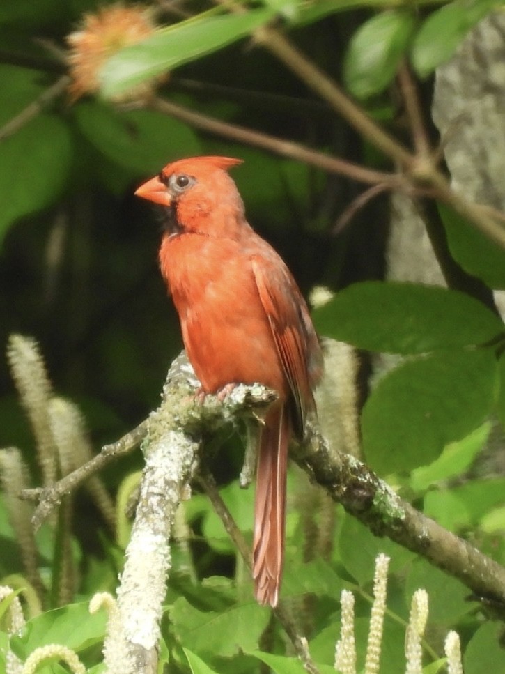 Cardinal rouge - ML638279601